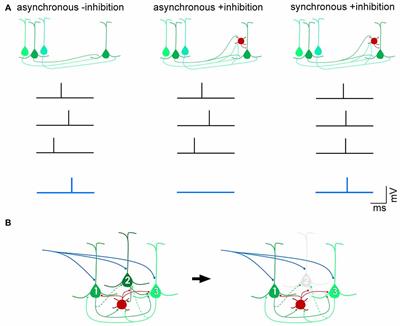 A Laminar Organization for Selective Cortico-Cortical Communication